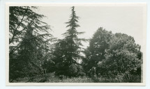Photographie des arbres situés à gauche de la terrasse de la villa de Riond-Bosson, sise côté sud