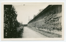 Photographie de l'allée des poires et des pêches de la propriété de Riond-Bosson